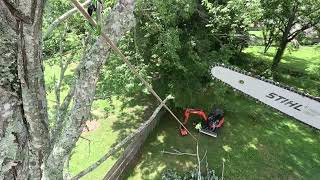 A rather large maple tree removal