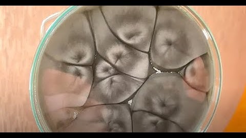 Rayleigh-Bénard convection in RamZland!💦