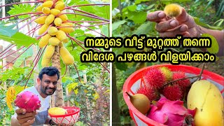 400ൽ പരം വിദേശ പഴങ്ങൾ വീട്ട് മുറ്റത്ത് വിളയിച്ച മലപ്പുറത്തുകാരൻDragon fruit cultivation in malayalam