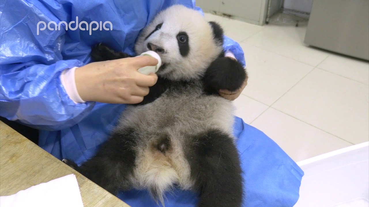 Bottle feeding a spoiled baby panda
