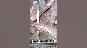 kayu trembesi BIBIR Antiq I Sawmill  #american #kayutrembesi #sawmillindonesia #brasilsawmill