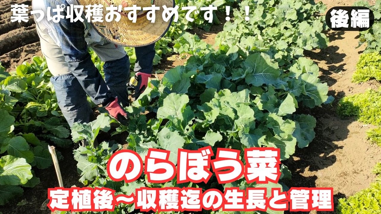 のらぼう菜【後編】苗定植後～葉っぱ収穫迄｜春を待たずに収穫開始！｜繰り返し長期間収穫　2025年10月7日　10月17日　10月31日　11月17日