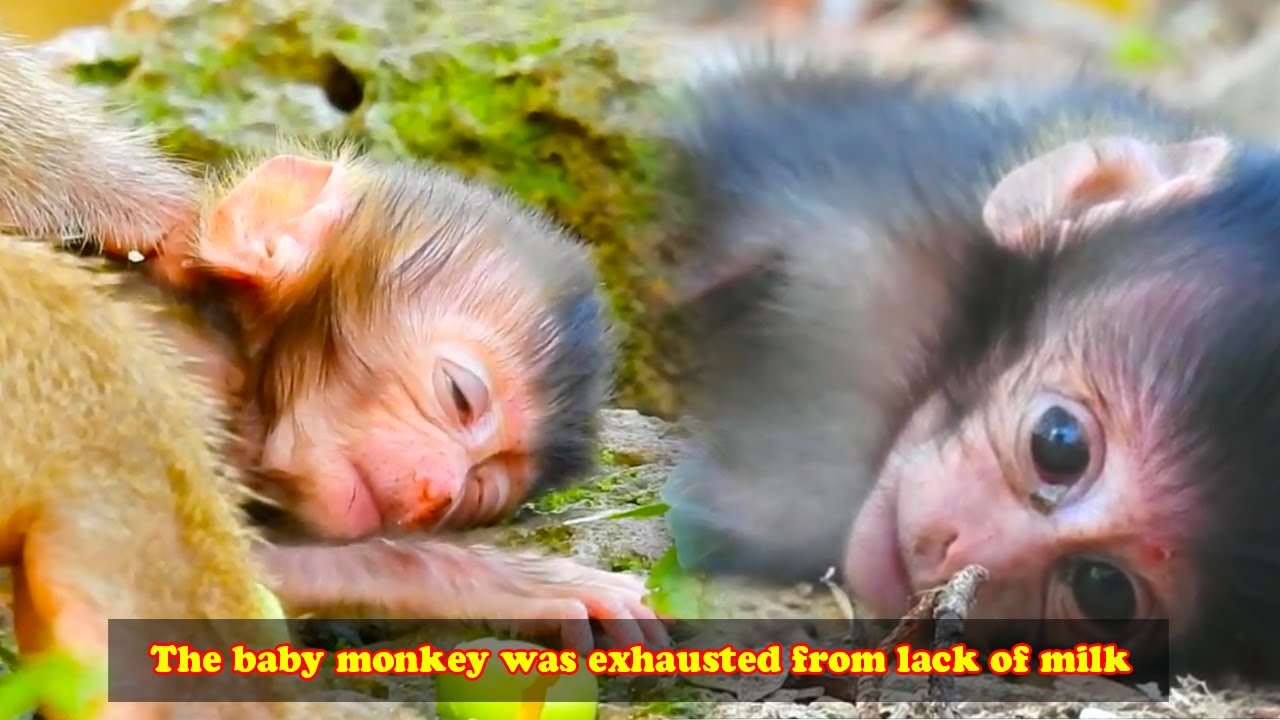The poor baby monkeys had no milk to drink and they gradually became weak