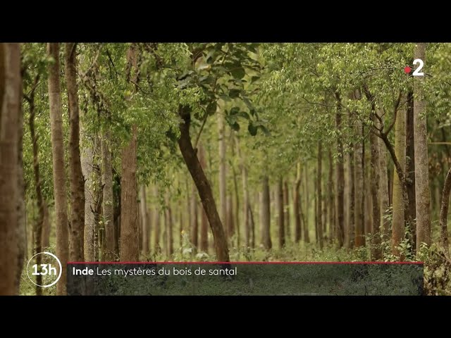 Inde : à la découverte des mystères du bois de Santal 