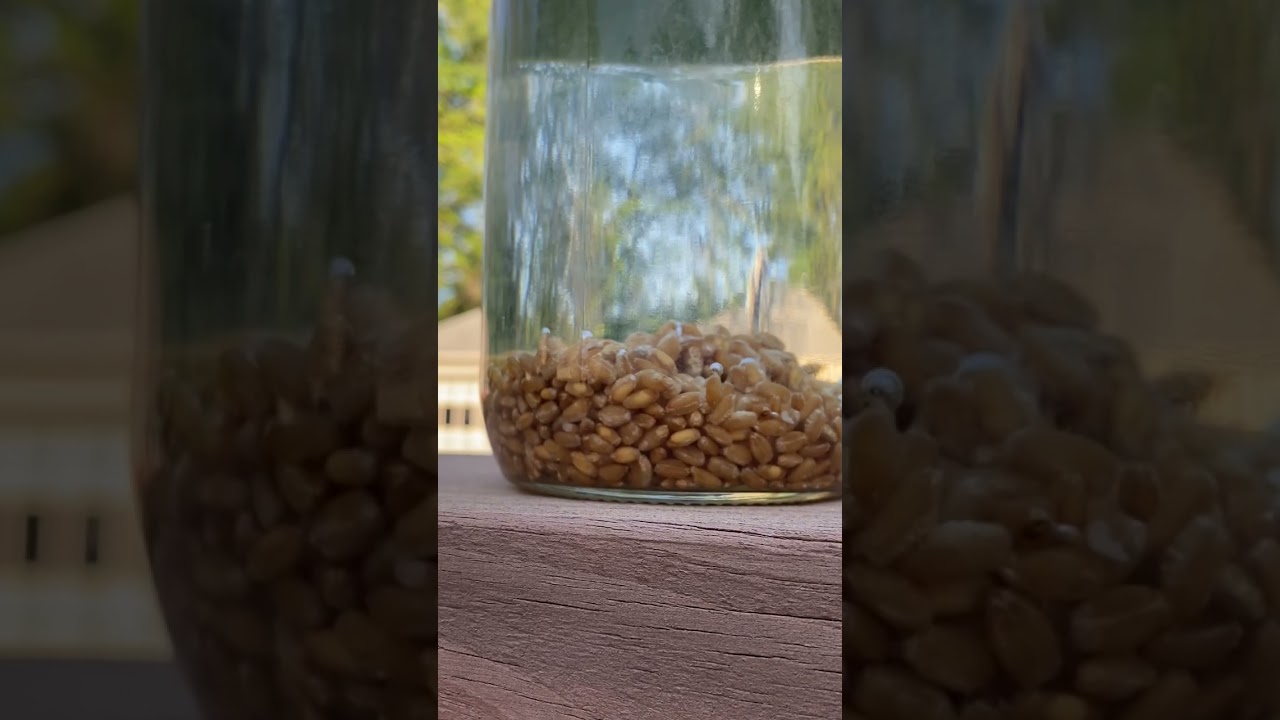 Hard winter wheat grains soaking