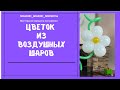 Цветок из воздушных шаров / A flower made of balloons