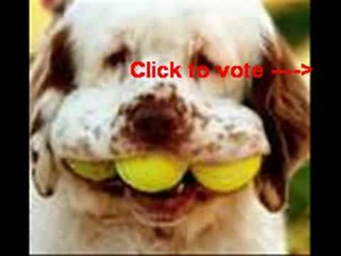 funny-dogs---are-dogs-funnier-than-cats?-vote!