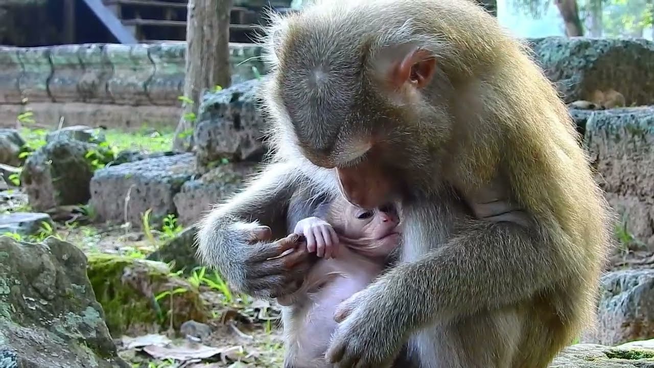 Kendra Baby Walk on Stone So Lovely...yavyav monkey cute LL ep256