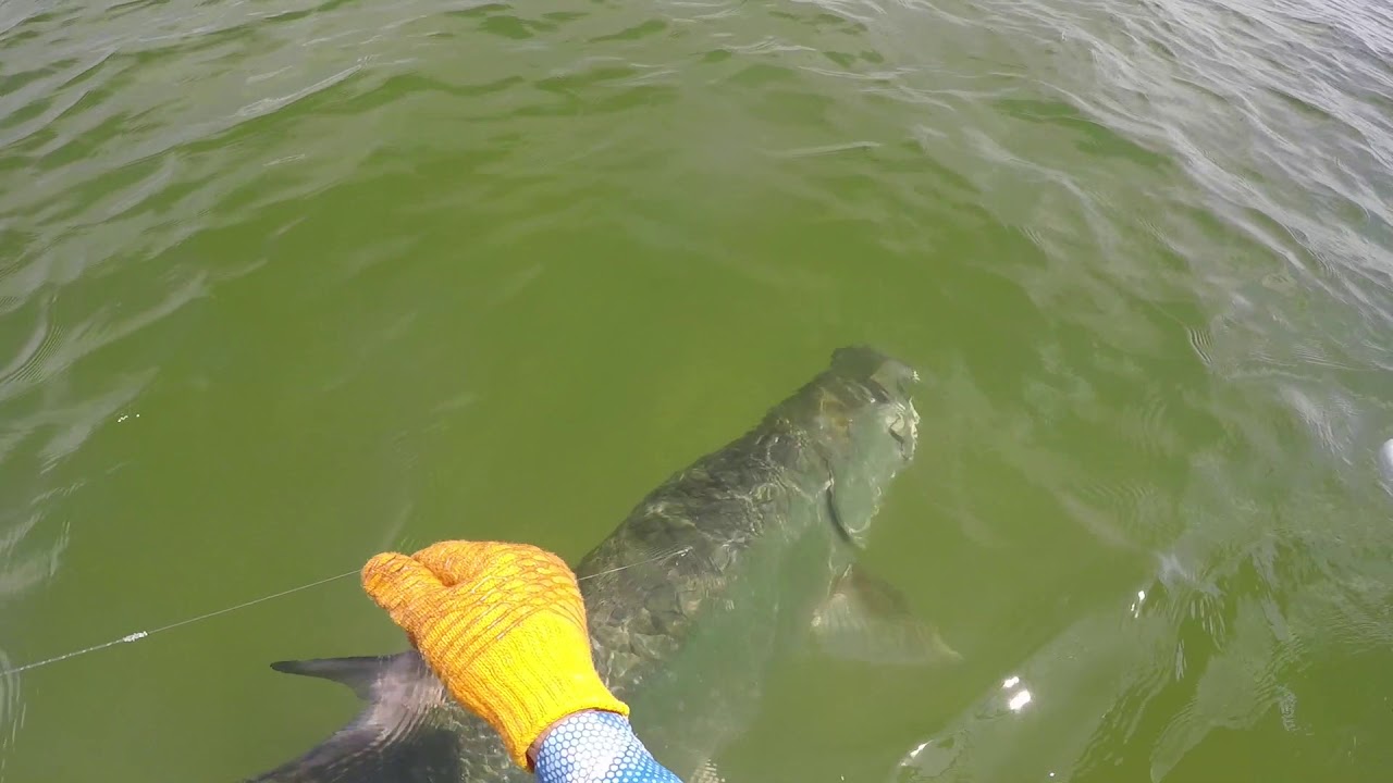 Tarpon Fly Fishing St  Petersburg 2018