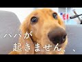 【ミニチュアダックスフンド】休日に何度もパパを起こしに行く犬