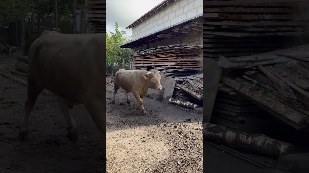 Колобок учасник Кориди 