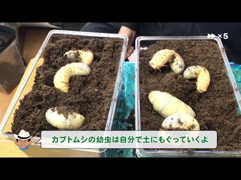 こばやしひろし名人が教えるカブトムシの育て方 3月 8月編 Youtube