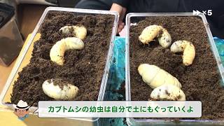 こばやしひろし名人が教えるカブトムシの育て方 3月～8月編