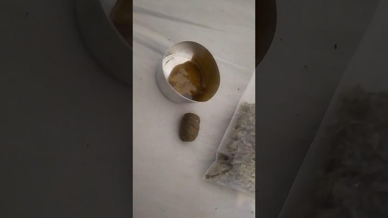 Home Made Rosin & Hash From BHO "Merry Christmas" The Scottish Grower