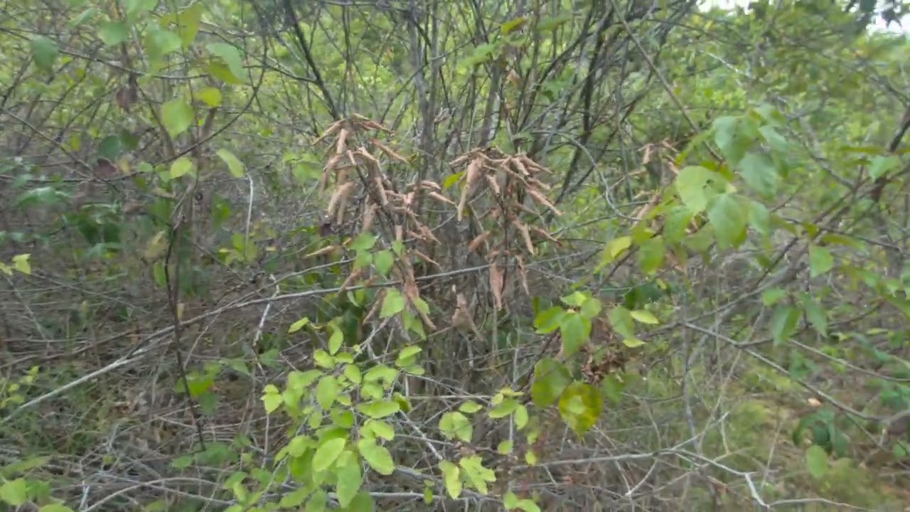 Lataban Hills, Lilo-an