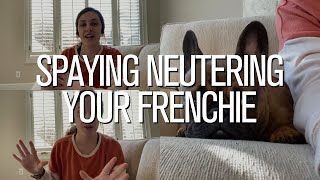 Pros and Cons of Spaying/Neutering Your French Bulldog
