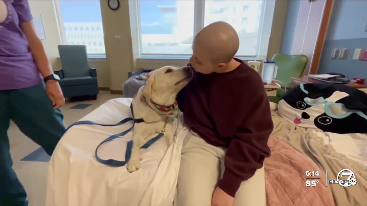 Therapy dog makes her rounds at Rocky Mountain Hospital for Children ...