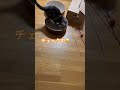 こだわり!!️ #猫 #cat #cute #アメショー #アメリカンショートヘア #親子 #ブリーダー #里親 #Shorts 応援よろしくにゃん😸