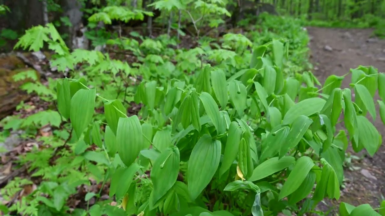 Uvularia grandiflora (Large-flowered Bellwort), Sanguinaria canadensis, Mitella diphylla