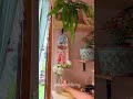 My flower garden 17626 #shorts #slowliving #peace #calm