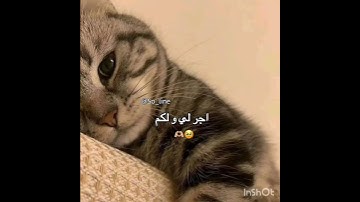 #ياسر_الدوسري #قرآن #سورة_المؤمنون #بڨوم_حقي_وبسس #شلتنا #blackpink #اكسبلور #طلبك #ثانوس