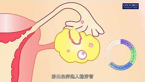 動畫13.4 月經週期 - 天天要聞