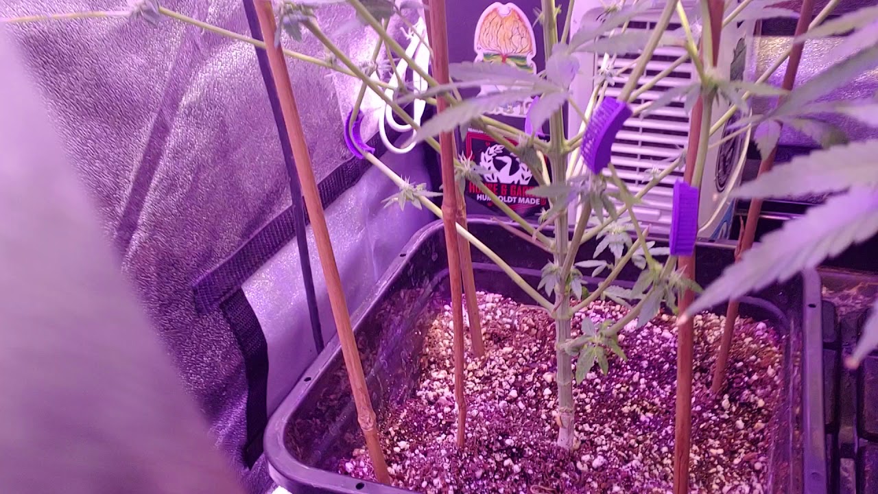 Garden Update: Grow craft X3-500  Day 42 Lorena Breath & Chiara Skunk 
