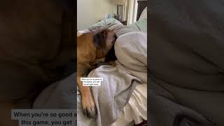 GIANT Puppy is SICK of Hide and Seek #dog #dogs #cutedog