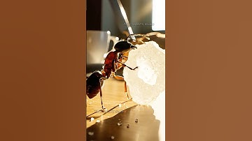 Giant Ant in the Kitchen” Micro Animal Macro World #shorts #giantant #asmr