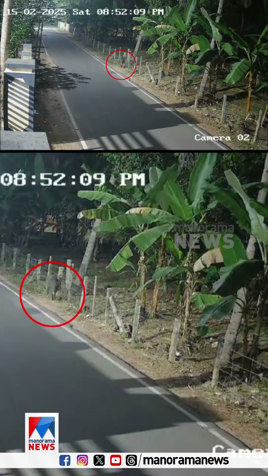 ഹരിപ്പാട് നഗരത്തിനടുത്ത് പള്ളിപ്പാട് നടുവട്ടം സ്കൂളിന് സമീപം കാട്ടുപന്നിയുടെ സാന്നിധ്യം ​|wild boar