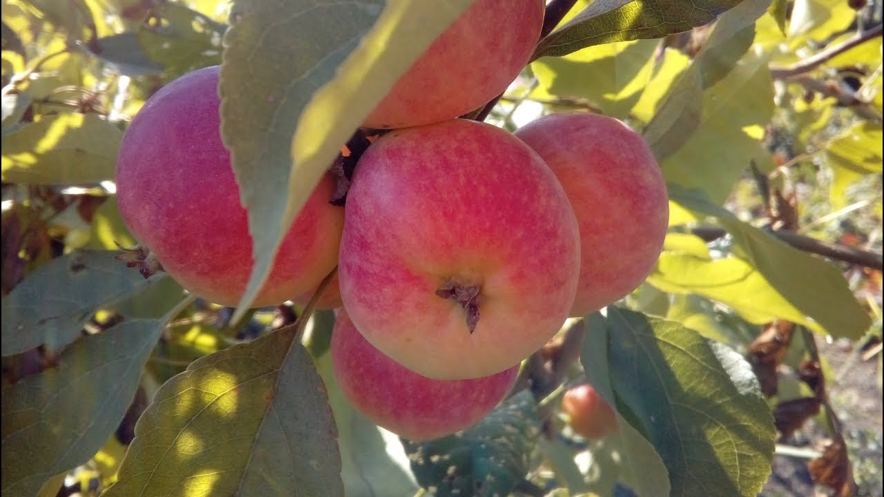 Груши и яблони в Сибири. Конец августа в саду. - YouTube