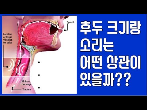 후두 크기랑 노래는 어떤 상관이 있을까?? (feat 미성)
