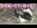 2/13シャンシャン引き抜き！ぶん投げ！壁にドスン！大きな音にキョトン顔❤上野動物園【パンダ生活チャンネル】