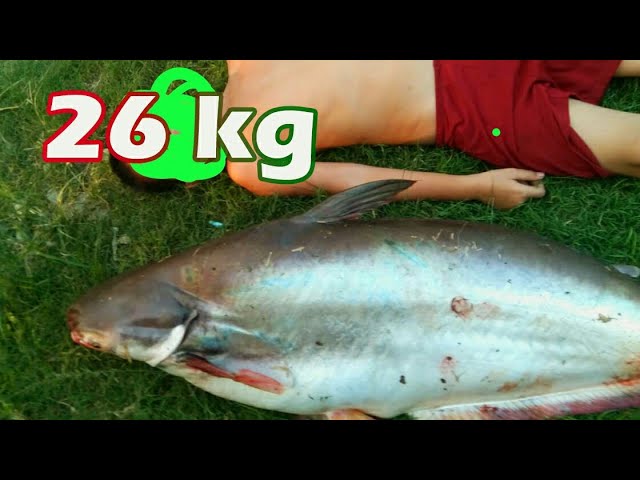 Tarikan ikan patin liar 26kg,sebesar bocah SD,emang dahsyat.giant catfish fhising. class=