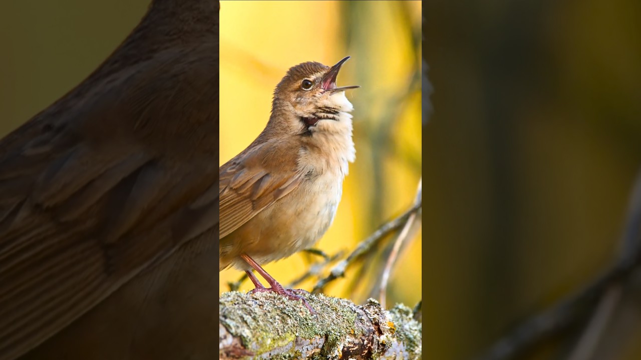 Amazing Bird Sounds for Deep Relaxation | Calming Singing, Soft Chirping & Peaceful Nature Ambience