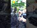 Muita gente não sabe #serrural #vidanaroça #agrofloresta #banana