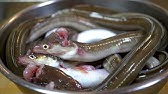 伝助穴子650 の血抜き Youtube