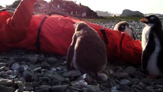 Joel Oleson Converts Penguins To Sharepoint