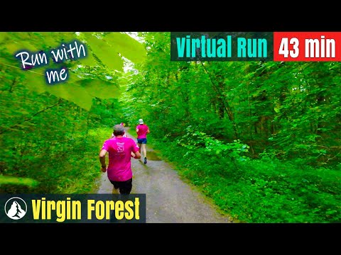 Natural forest 🇨🇭 Switzerland Wonderland | Virtual Run #117