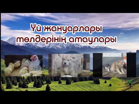 Бейне: Үй жануарларына арналған кірпіге күтім және фактілер