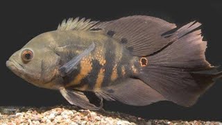 TÜL KUYRUK ASTRONOT BALIĞI (Veil Tail Oscar Fish)
