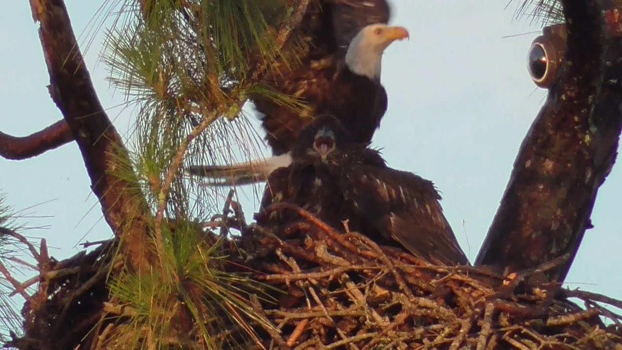 SWFL Eagles_ E15 Claims Dad's Early Food Delivery ~ E16 "Begs" Mom For More 07-24-20 - YouTube
