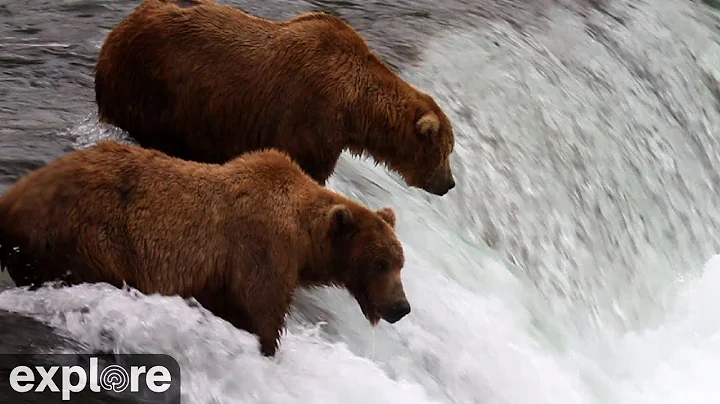 Brooks Falls - Katmai National Park, Alaska 2025 powered by EXPLORE.org thumbnail