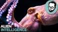 The Intriguing World of Cephalopods ile ilgili video
