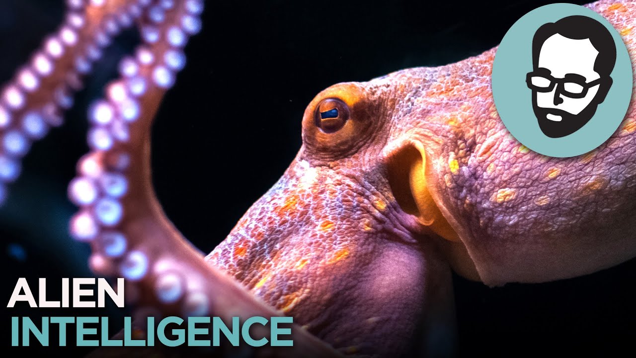 Cephalopods: Aliens From Earth