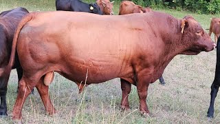 Loading A Bull In The Pasture With Poly Wire Simple Ranching