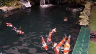 Koi Pond and Fish House