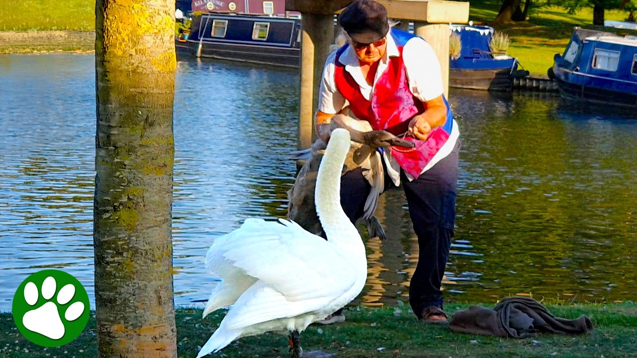 Mama swan won't leave her baby's side 🥺