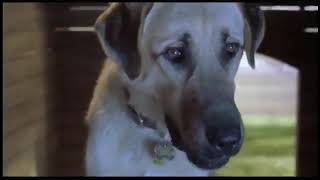 Cats & Dogs Movie Trailer Uk 2001
