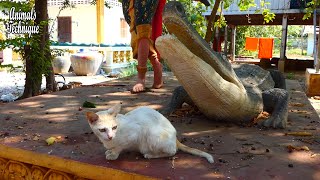 Poor skinny street cat are waiting for someone offers food near crocodile statue by Animals Technique 2,534 views 3 years ago 3 minutes, 14 seconds